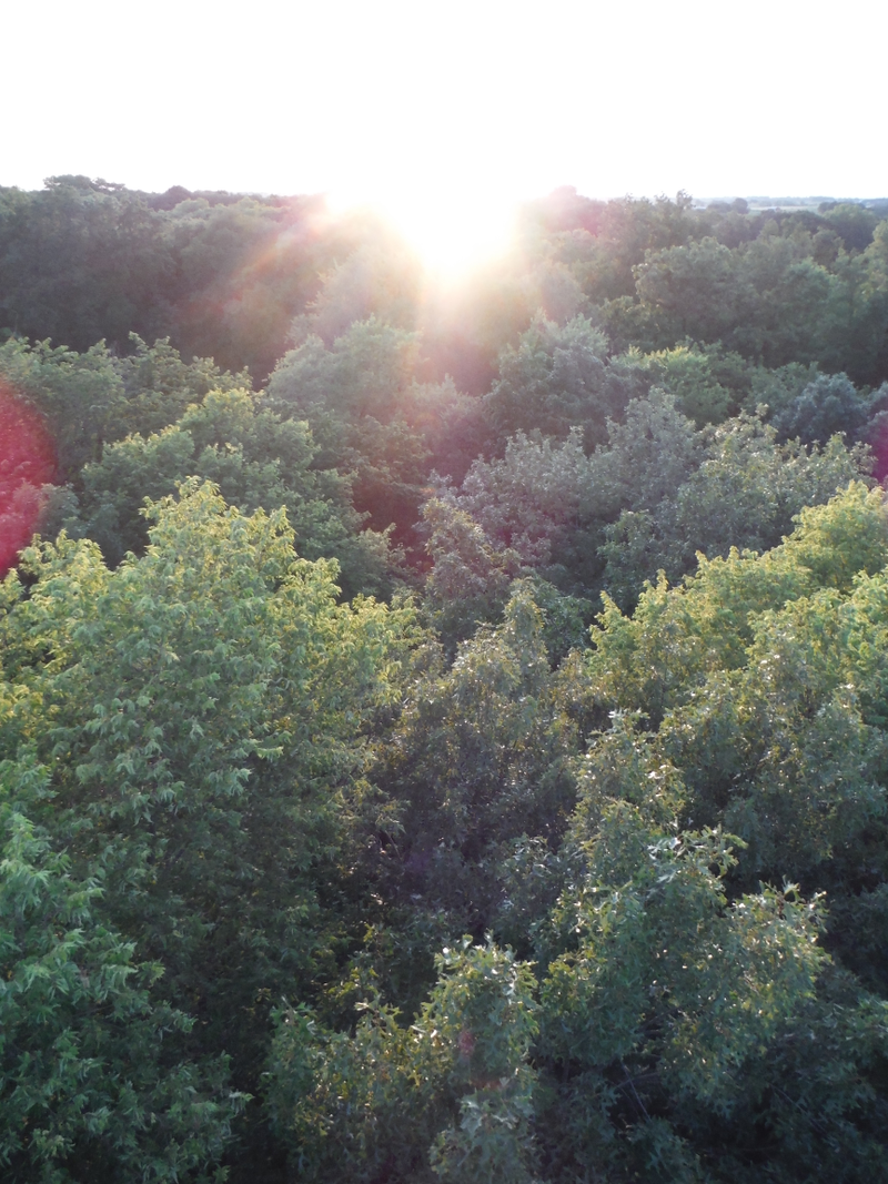 Sunset over the woods.
